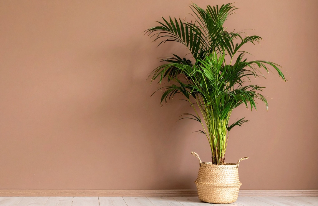 Déco intérieure Plantes