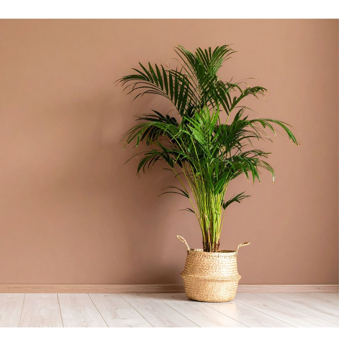 Déco intérieure Plantes