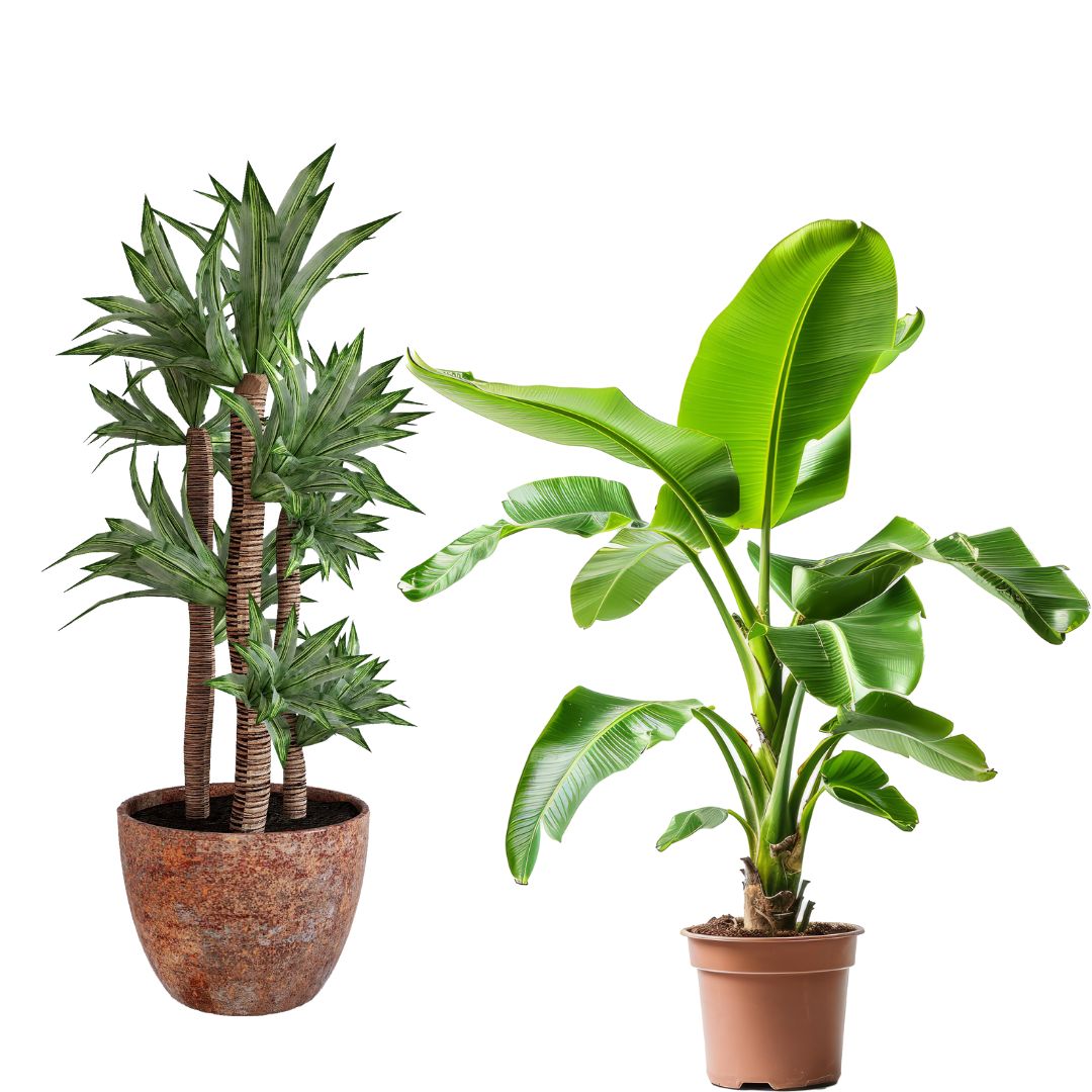 Déco intérieure Plantes
