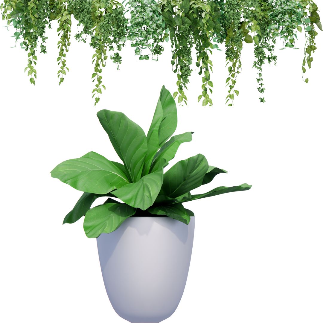 Déco intérieure Plantes