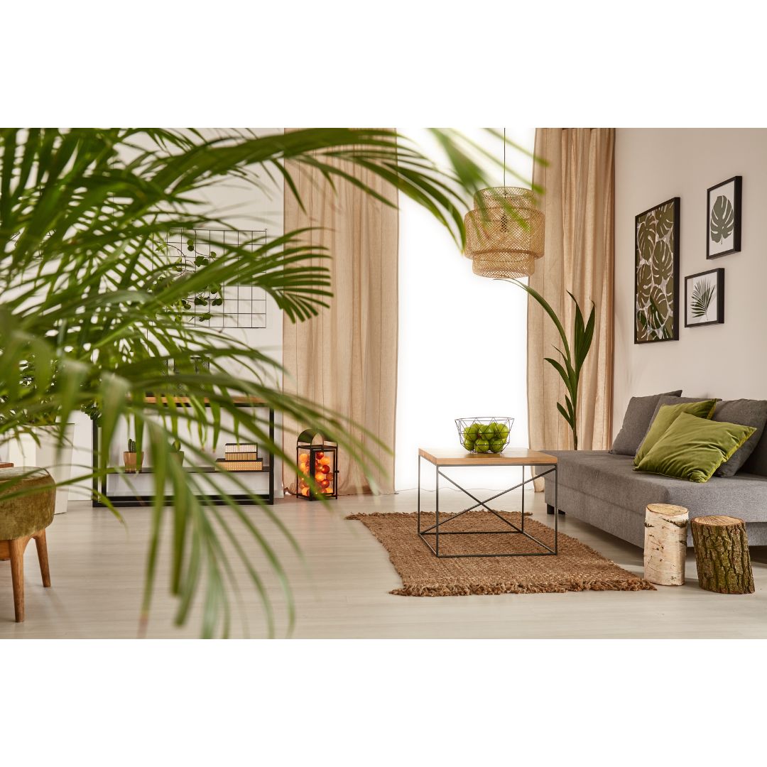 Déco intérieure Plantes